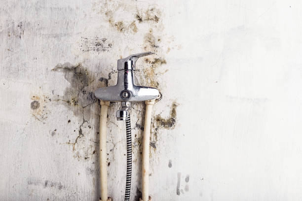 Professional Mold Removal in Brownfield, TX