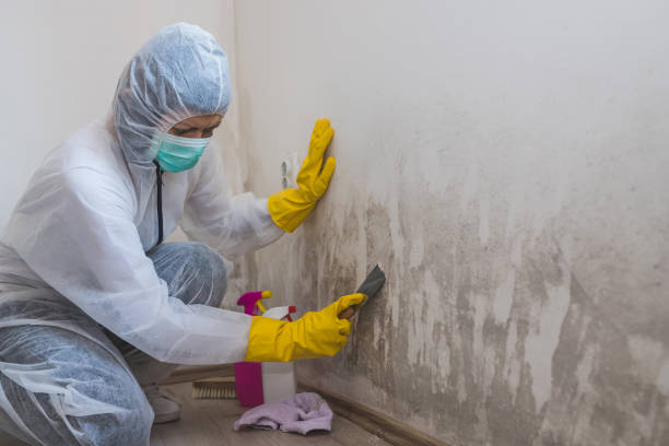 Best Mold Testing  in Brownfield, TX
