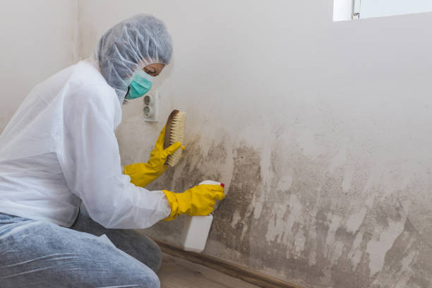 Best Certified Mold Removal  in Brownfield, TX
