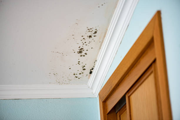 Office Mold Removal Services in Brownfield, TX