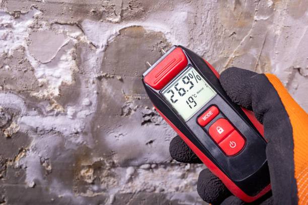 Best Local Mold Removal Service  in Brownfield, TX