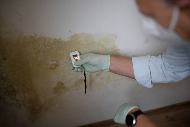 Best Mold Damage Repair  in Brownfield, TX