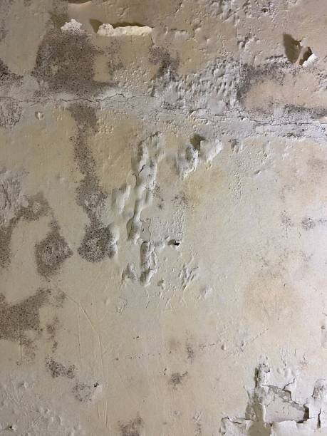 Best Affordable Mold Removal  in Brownfield, TX