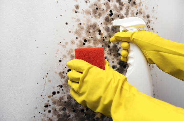 Best Fast Mold Removal  in Brownfield, TX