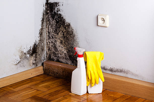 Best Mold Removal Company Near Me  in Brownfield, TX