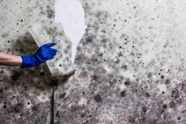 Best Office Mold Removal Services  in Brownfield, TX